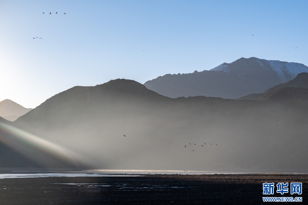 这是11月26日在西藏拉萨市林周县境内拍摄的候鸟。新华网 旦增努布 摄