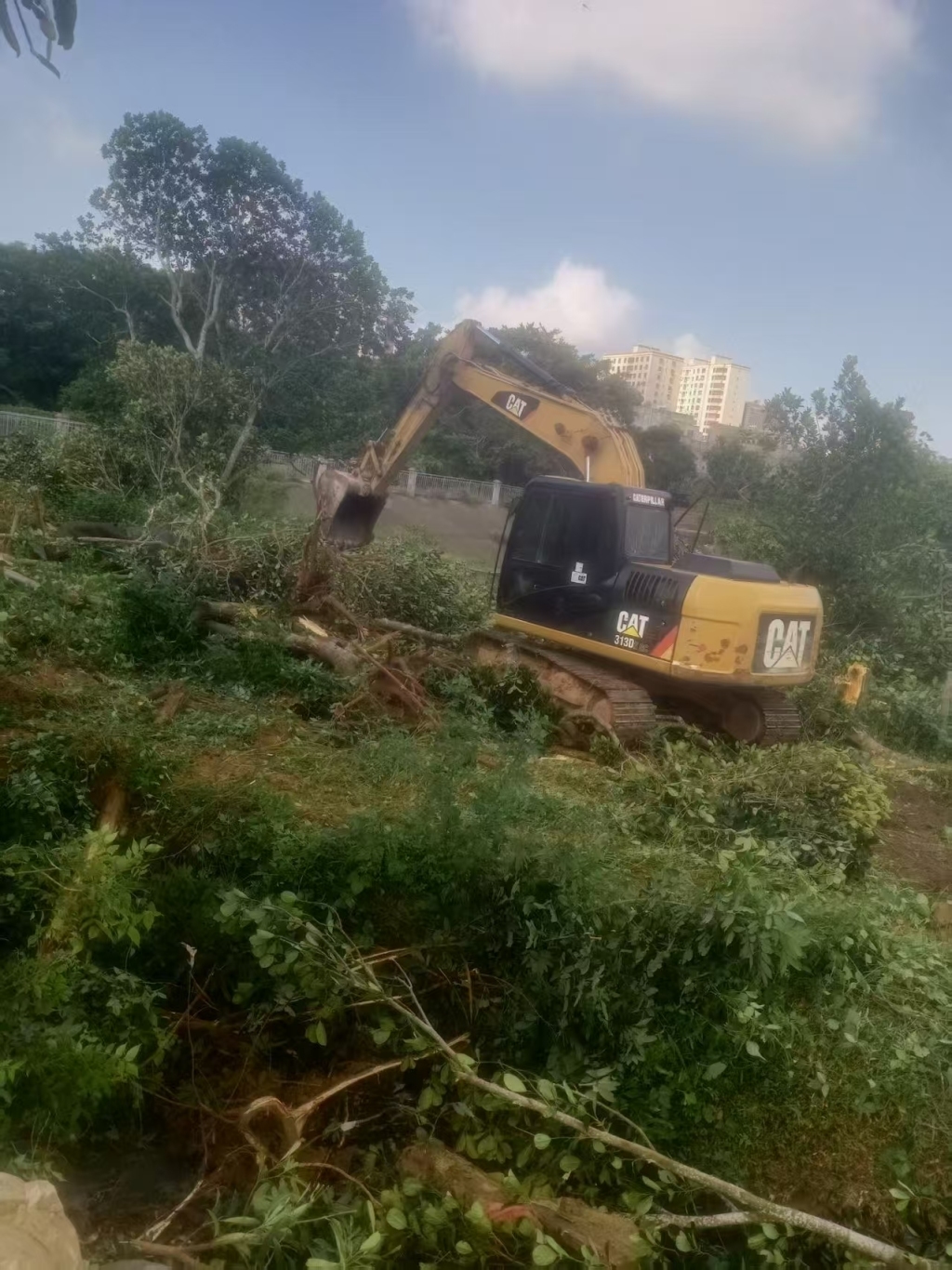 今年8月,陈女士一家的20棵菠萝蜜树遭挖机清理 本文图均为受访者供图