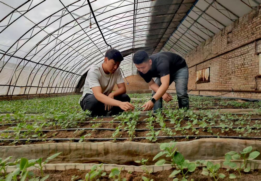 石健阳(左)和团队成员在无毒马铃薯培育中心查看马铃薯繁育情况(6月19日摄)。新华社记者 孙正好 摄