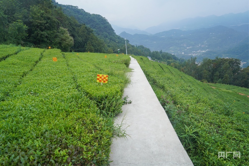 青岗岭生态茶园风貌（央广网记者邓子依 摄）