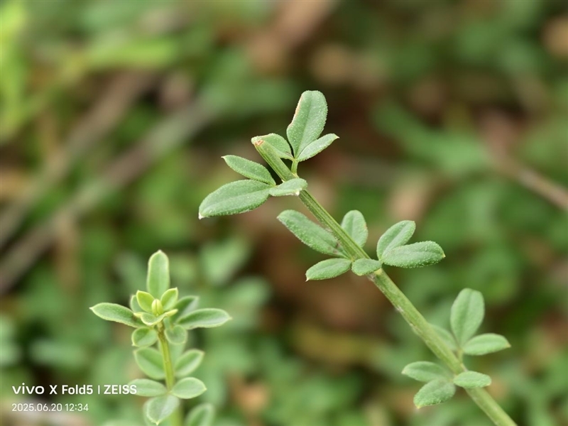 217克全球最轻折叠屏!vivo X Fold5全面评测:苹果双机党的全能搭子