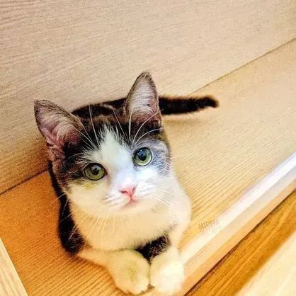 ▲越養越童顏!萌貓來家5個月「幾乎沒長肉」 網笑翻:因為不橘。(圖/網友Yen Chin Lin提供)