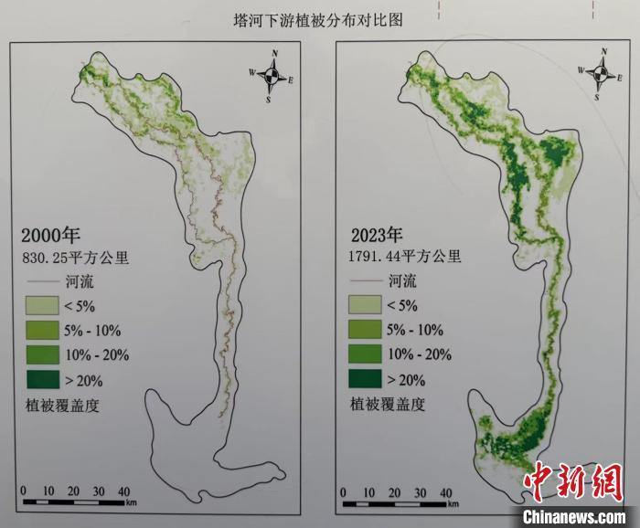 塔里木河下游植被分布对比图。　 中新社记者 马鸾宇 摄