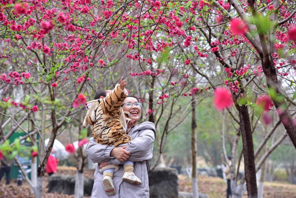 2月27日，游客在广西贺州市爱莲湖公园赏花。春日时节，人们来到户外踏青赏花，乐享美好春光。新华社发（廖祖平 摄）