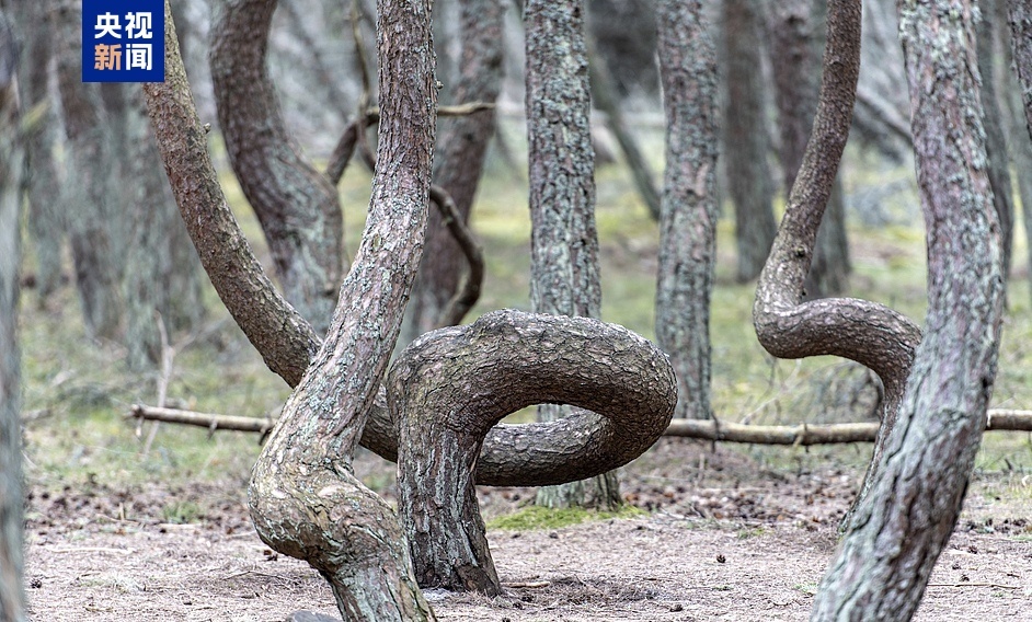 跟着习主席看世界丨在这“梨花开遍了天涯”的季节 去“三好”邻邦家做客