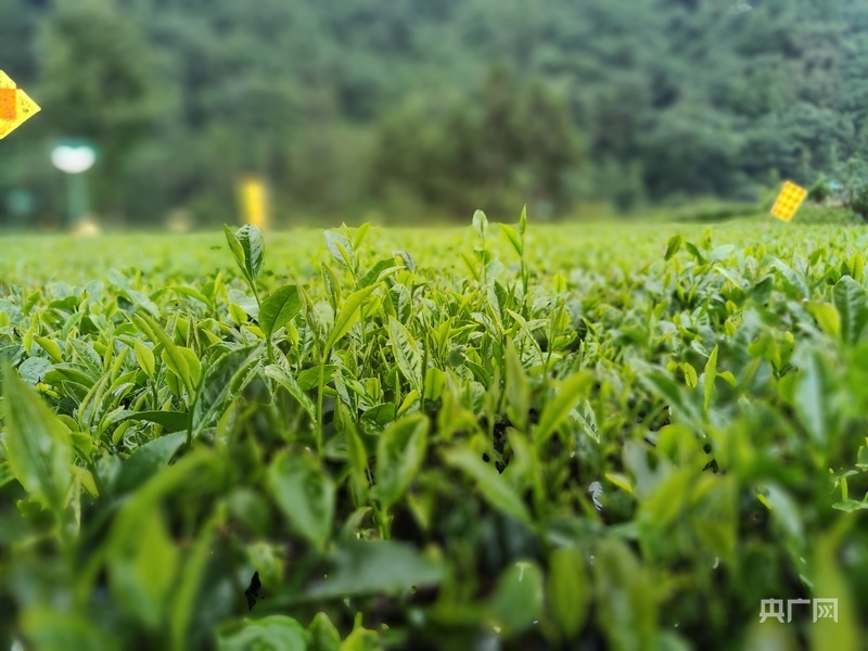叶片厚实、芽头饱满的“五峰212”茶树（央广网发 五峰土家族自治县农业农村局供图）
