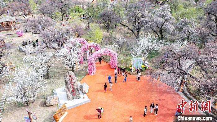 图为游客在乌素图杏花谷游览。　王劭凯 摄