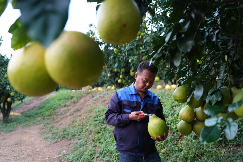 2025年11月7日,柚农在梅州南福金柚种植基地采摘柚子。