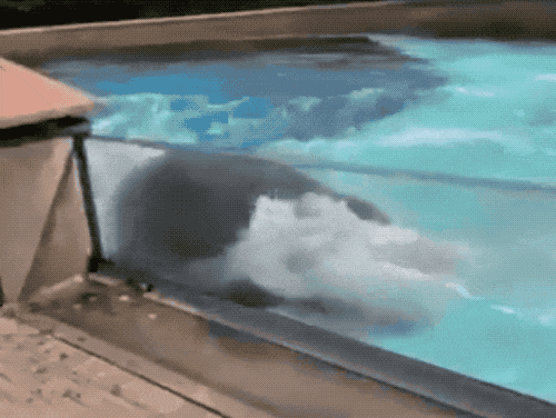 圈养和独居导致基斯卡出现行为问题,