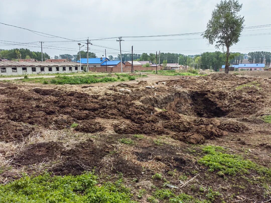在某養(yǎng)殖大縣的村屯,牛糞被隨意丟棄