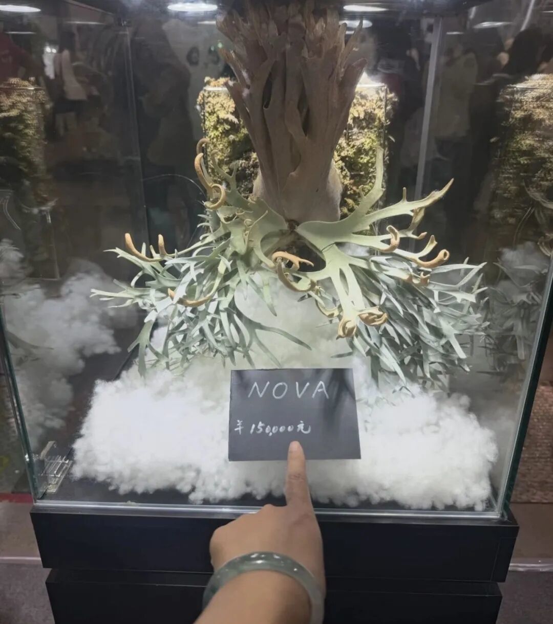 〓小红书用户@娜天有多蓝