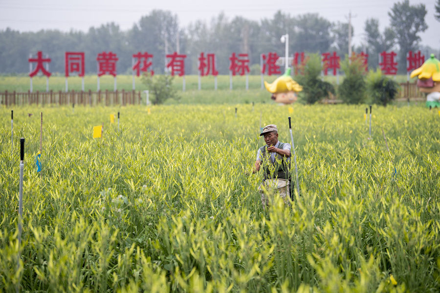 村民在位于云州区唐家堡村的大同黄花有机标准化种植基地内采摘黄花（2022年7月27日摄）。新华社记者 杨晨光 摄