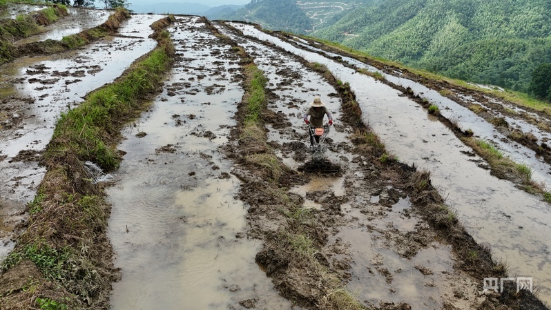 谢坪村的村民们正在梯田里打田(央广网记者 郇康新 摄)