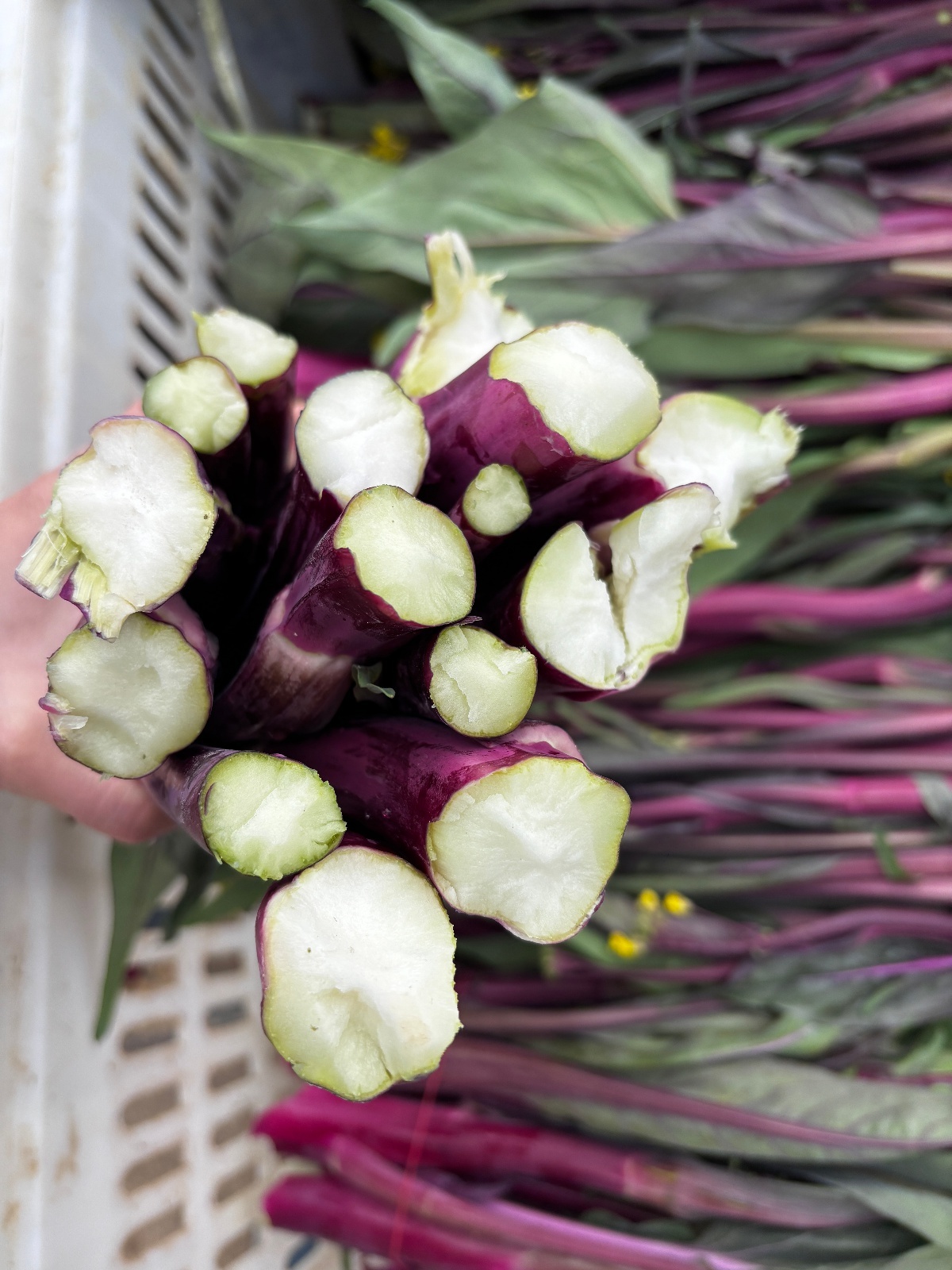 微信图片_20251216173131_986_345