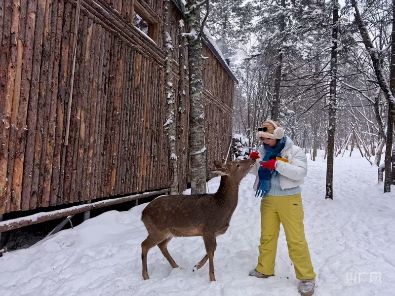 游客正在与鹿互动（央广网记者 郭佳丽 摄）
