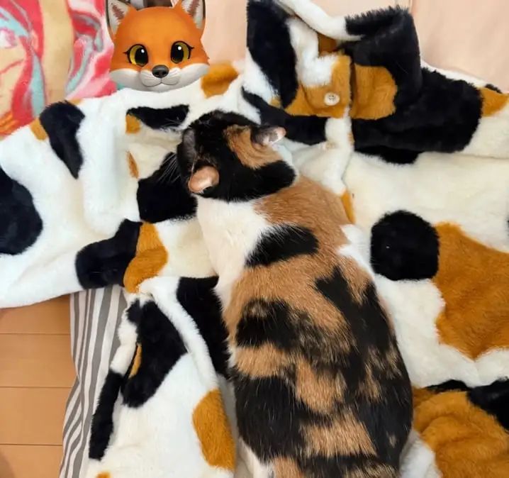 一个毛毯不够,再加一件睡衣~