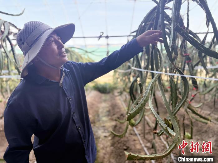 图为韩凤正在打理日光温室大棚里火龙果树。　 中新网记者 张玮 摄