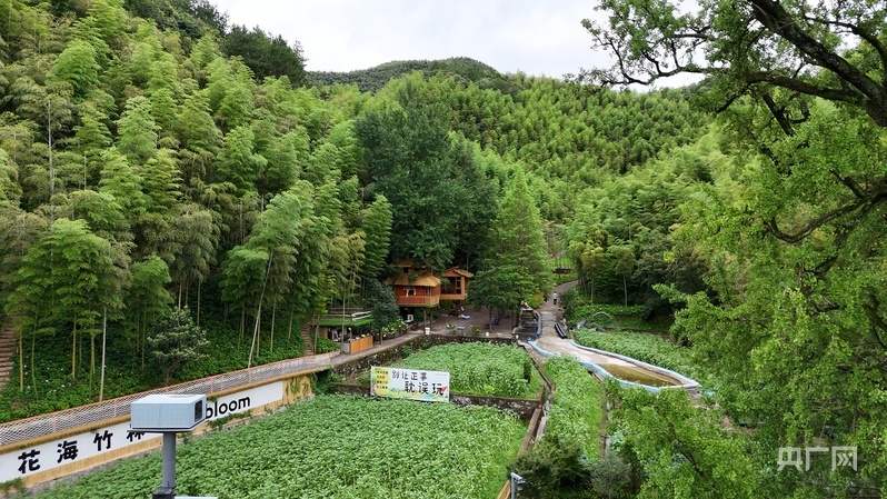 余村花海竹林Bambloom(央广网发 尚天宇 摄)