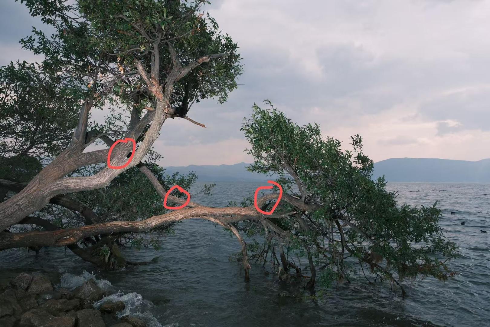 ▲网友标注了3处被锯的位置