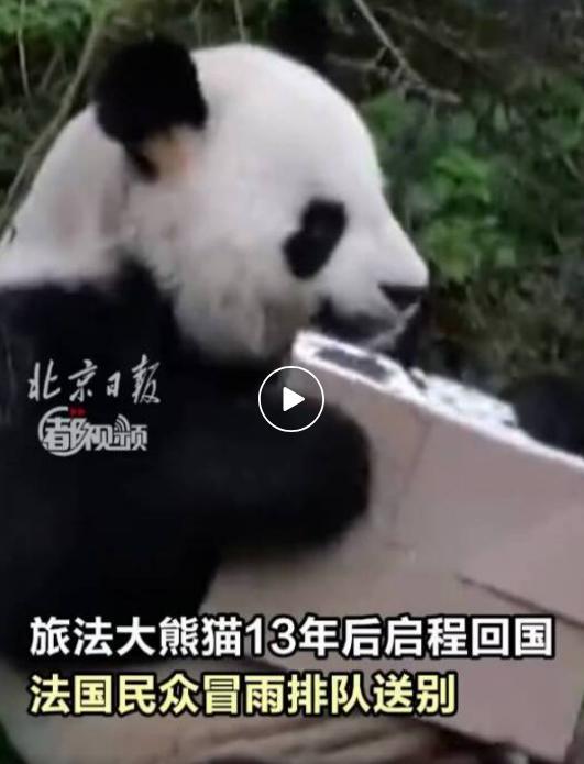 旅法大熊猫“欢欢”“圆仔”启程回国,提前结束