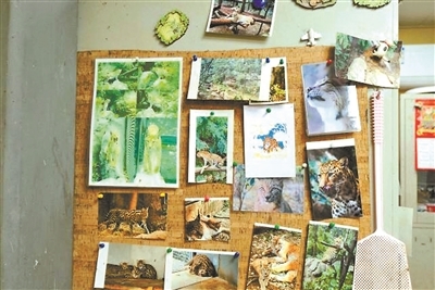 猫科馆工作间照片墙
