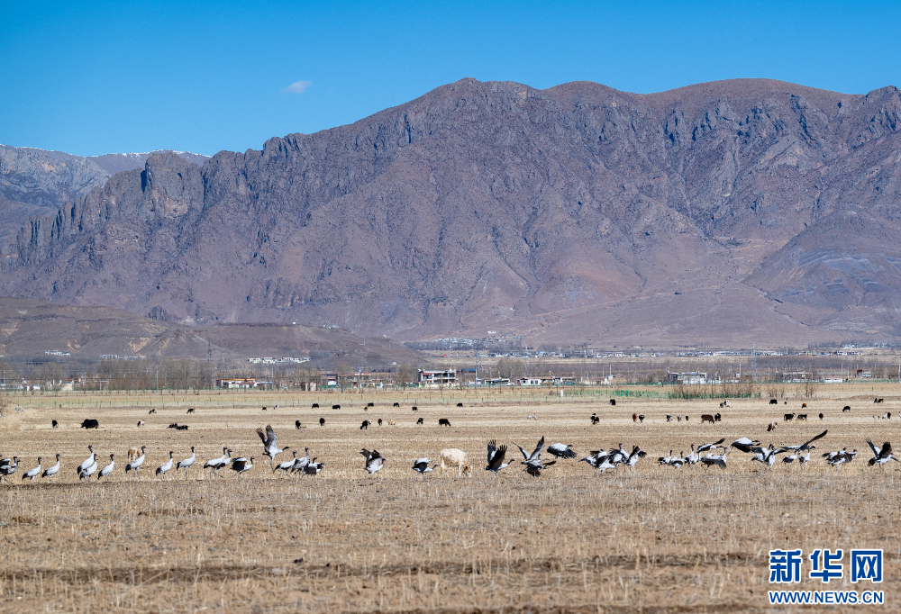 这是11月26日在西藏拉萨市林周县境内拍摄的黑颈鹤。新华网 旦增努布 摄