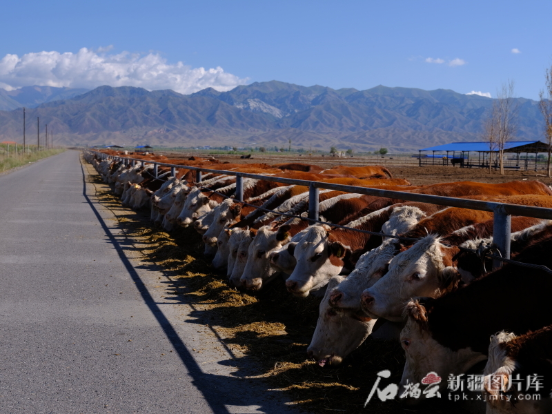 新疆天莱牧业集团有限责任公司的天然现代化牧场内，牛儿们正在享受饲料。陈如龙 摄