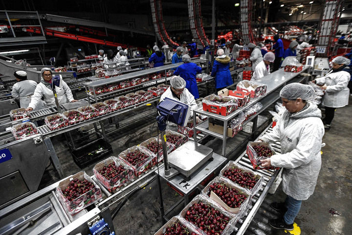 在智利莫斯塔萨尔的一座吉制公司工厂，工作人员处理车厘子（2024年12月13日摄）。新华社发（豪尔赫&middot;比列加斯摄）