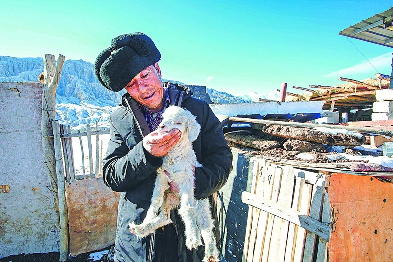 1月7日，乌什县亚曼苏柯尔克孜族乡别迭里山口牧业点，肉孜·萨迪克在查看小羊生长情况。