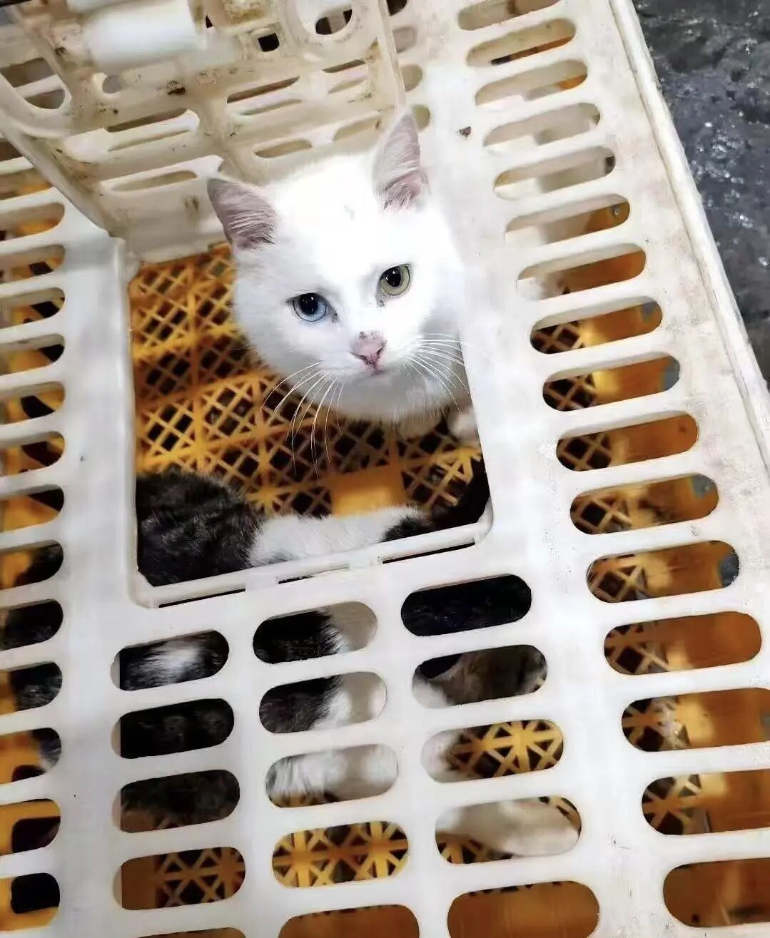 ▲私房菜商家朋友圈發(fā)布的活貓照片