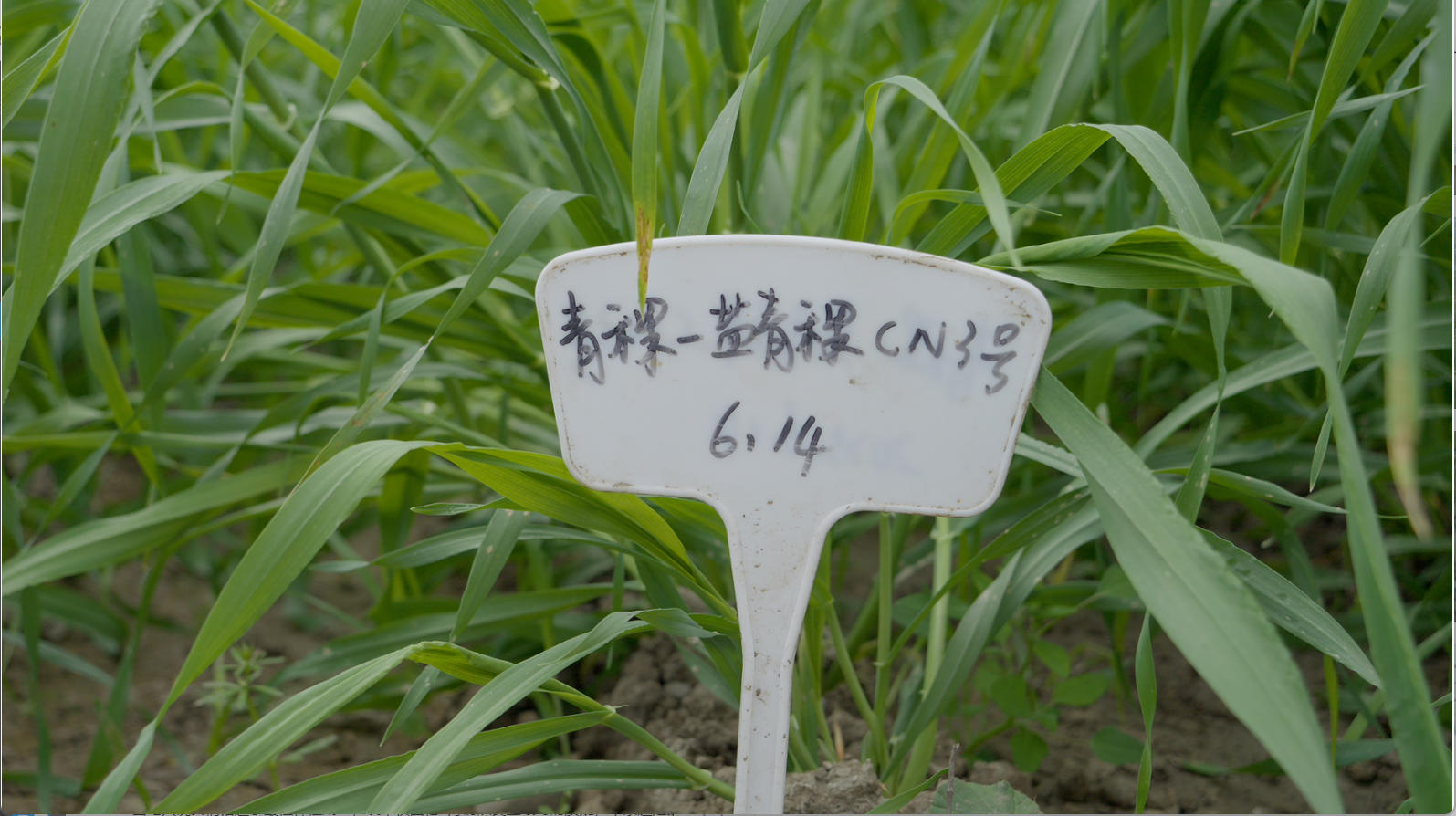搭载十九号返回式卫星进入太空的青稞品种。人民网记者 次仁罗布摄