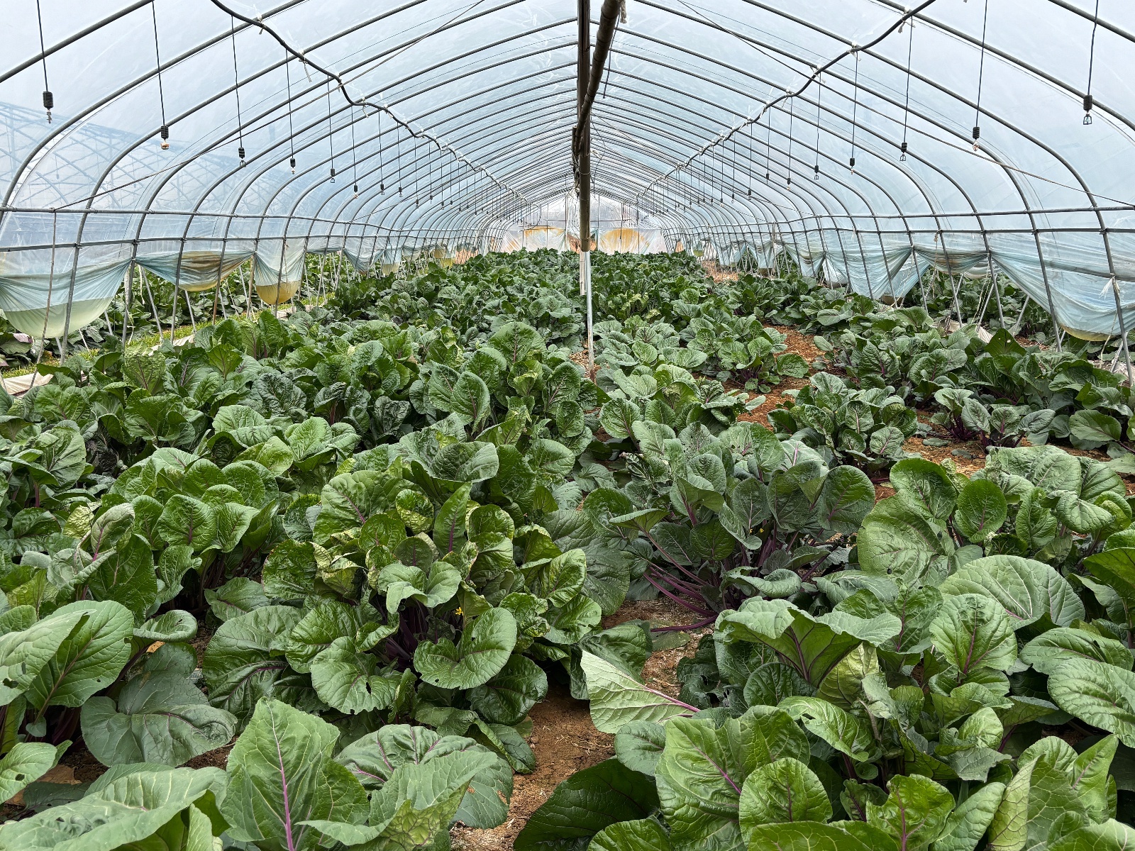 微信图片_20251216173132_987_345