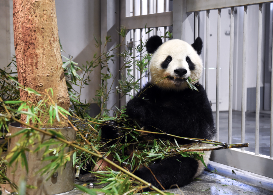 熊猫在吃竹 照片:YAhoo!JAPAN