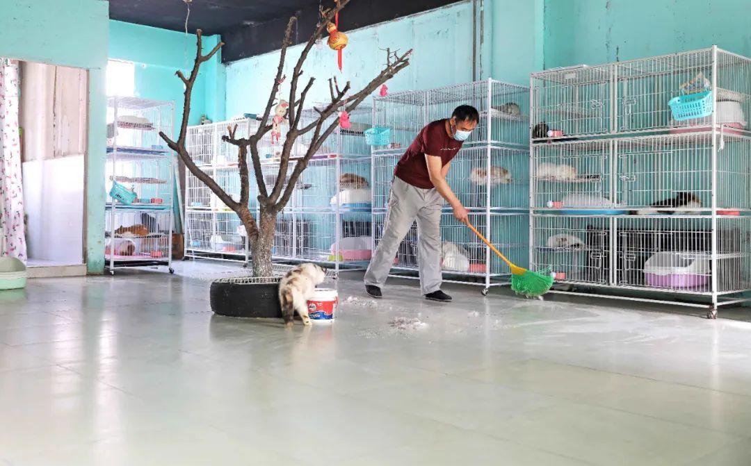 2021年3月，辽宁鞍山市经济开发区宠物猫繁育基地的一间猫舍，工作人员在清扫猫舍地面。图/新华