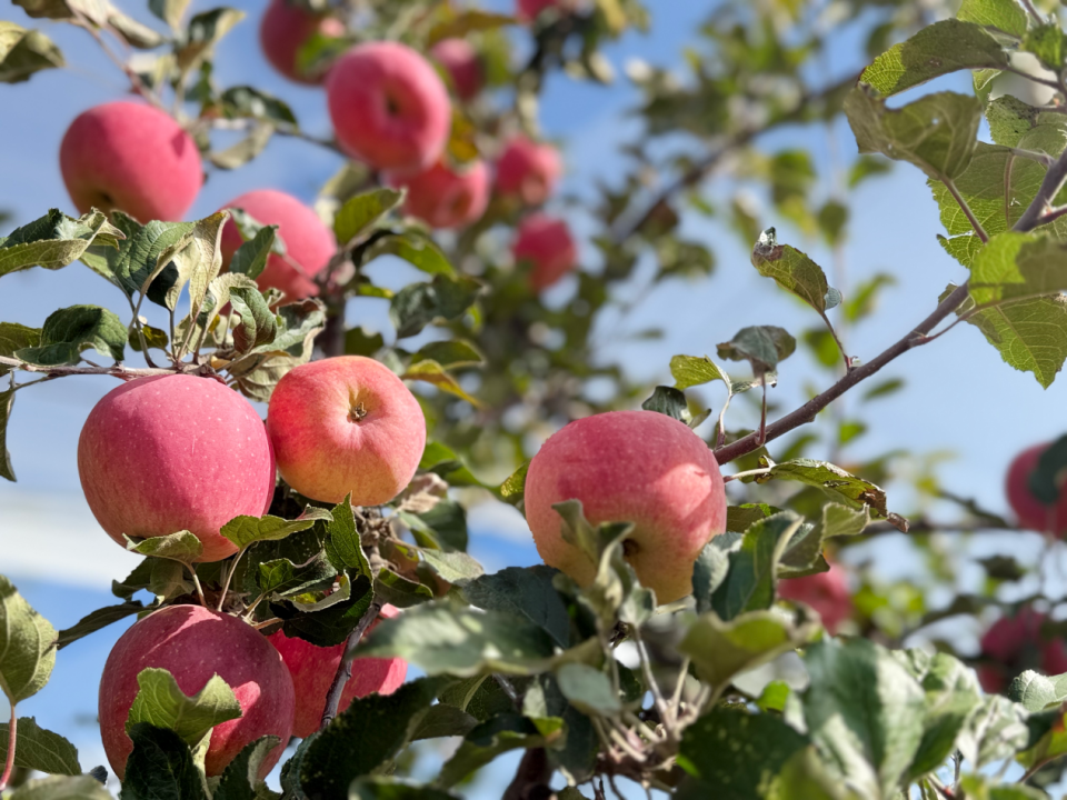 丰收时节,苹果挂满枝头。新华社记者 李梦婷 摄