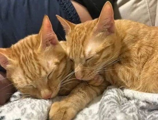 ▲阿橘姐姐「过度照顾」猫弟弟 每天帮洗澡它被舔到眼神死。 (图/IG@goodgoodeat0302提供,请勿随意翻拍,以免侵权。 )