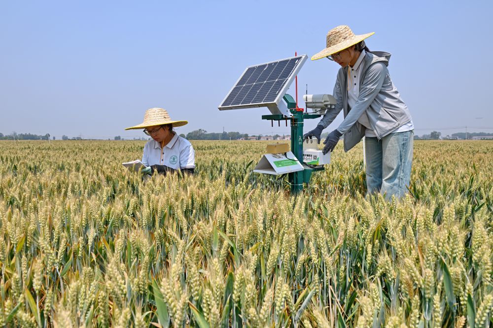5月26日，在河北省曲周县，中国农业大学科技小院的学生往来田间，看小麦长势，进行各种试验，为小麦丰产保驾护航。新华社记者 牟宇 摄