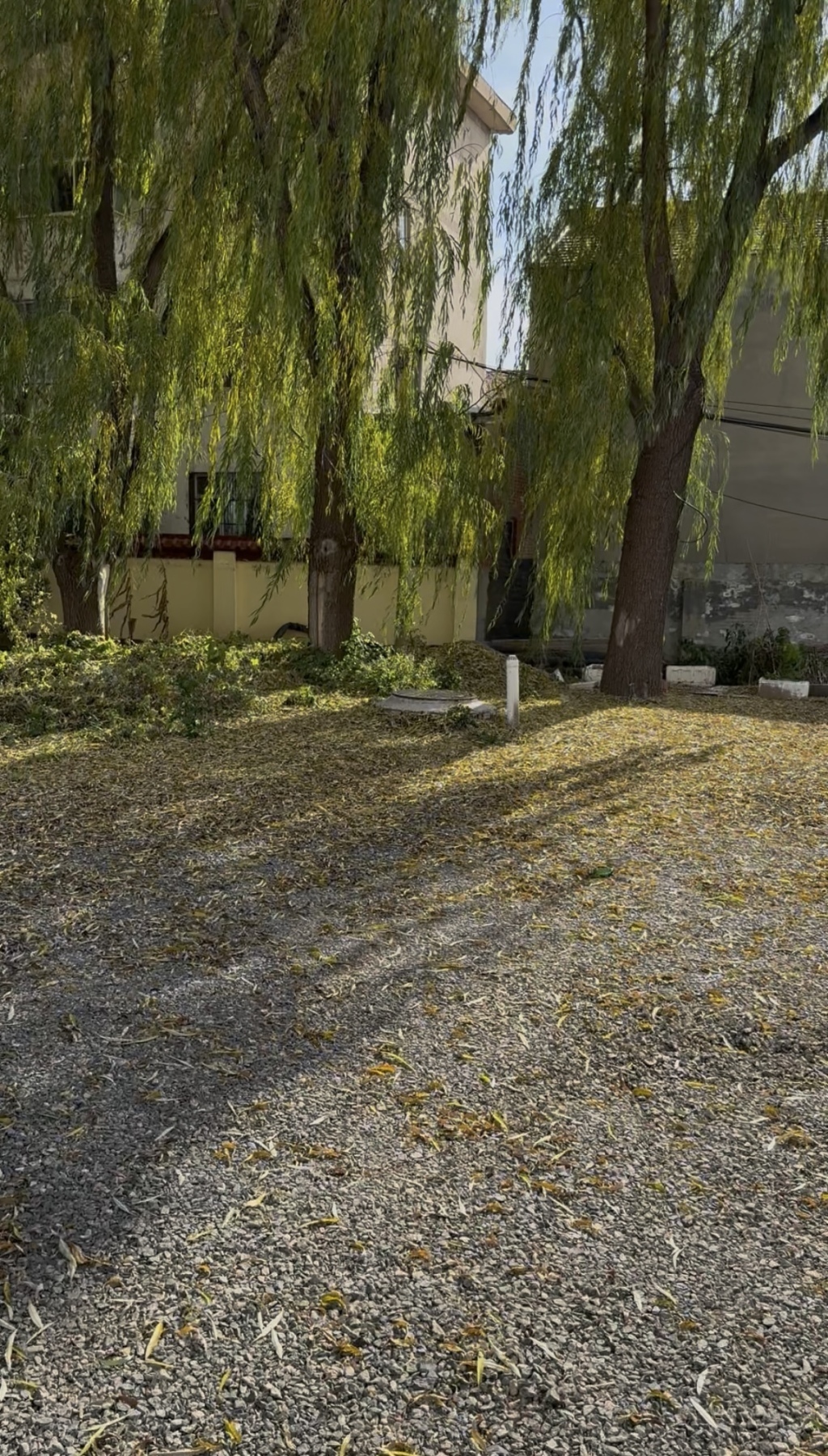 就在中间那棵柳树处,狗咬了申某浩后,申某浩将狗摔死。