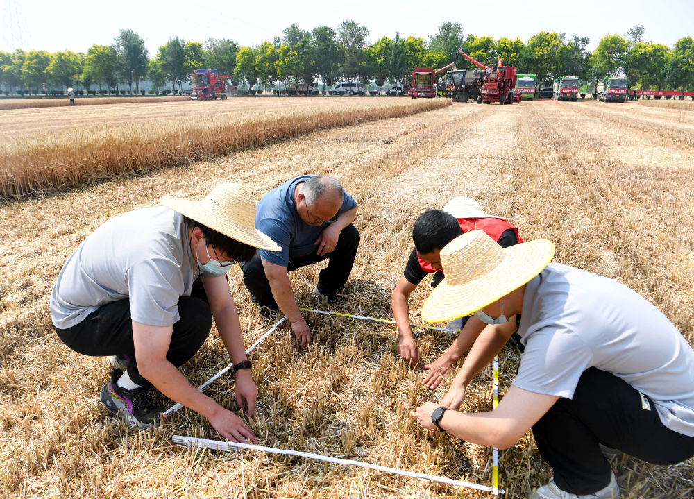 5月28日，河南周口市商水县举行小麦机收减损技能大比武活动。图为工作人员在选定的采样区域捡拾掉落的麦粒。新华社记者 郝源 摄