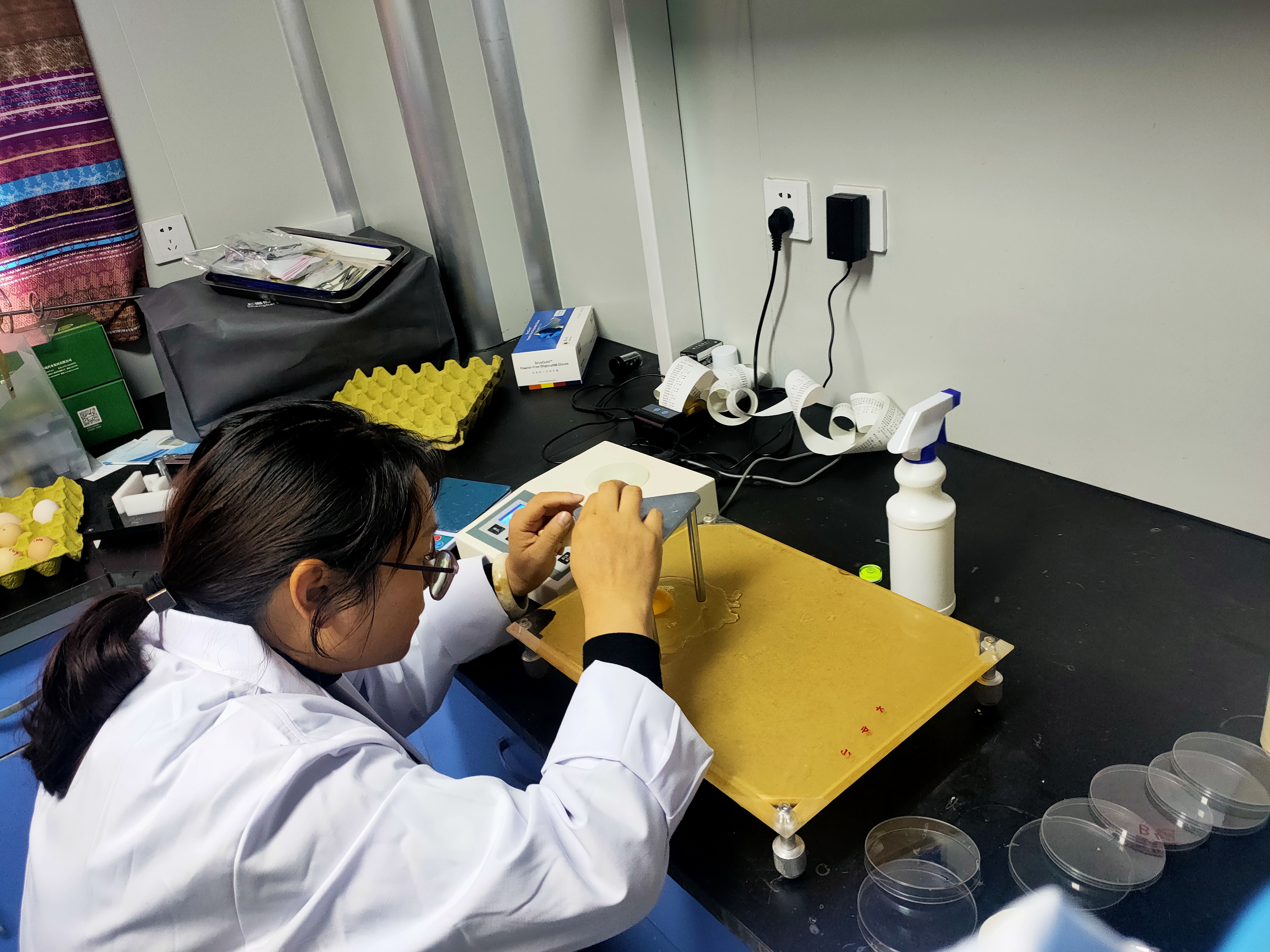 图为冯静在雪域白鸡繁育基地做实验