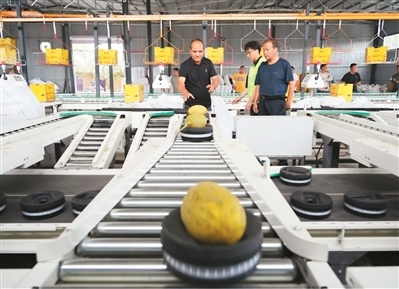 哈密市伊州区花园乡哈密瓜分选中心智能分选设备正在运行。