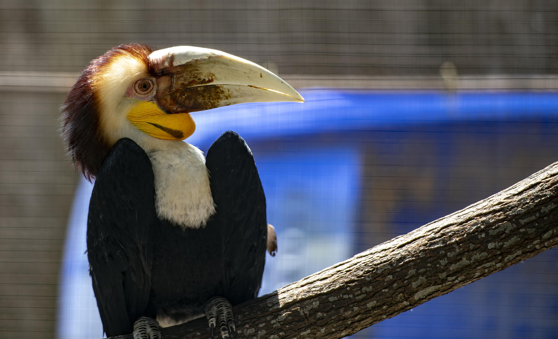 ▲花冠皱盔犀鸟(资料图片 图据视觉中国)