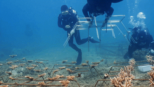修复团队在海底移植珊瑚（央广网记者 陶淦 制）