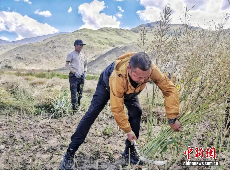 秋收时节，扎西平措在田间协助村民收割。 受访者供图