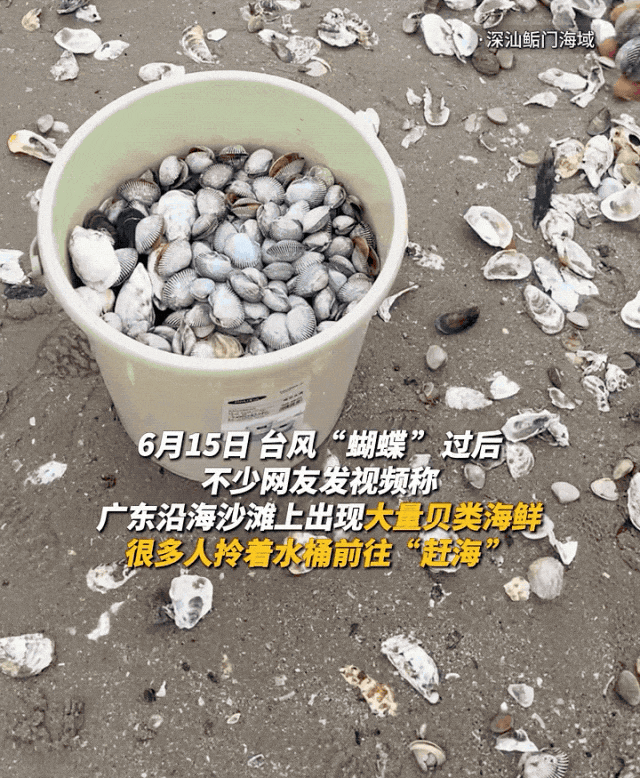 广东多地台风后现大量生蚝！专家紧急提醒_https://www.izongheng.net_快讯_第6张