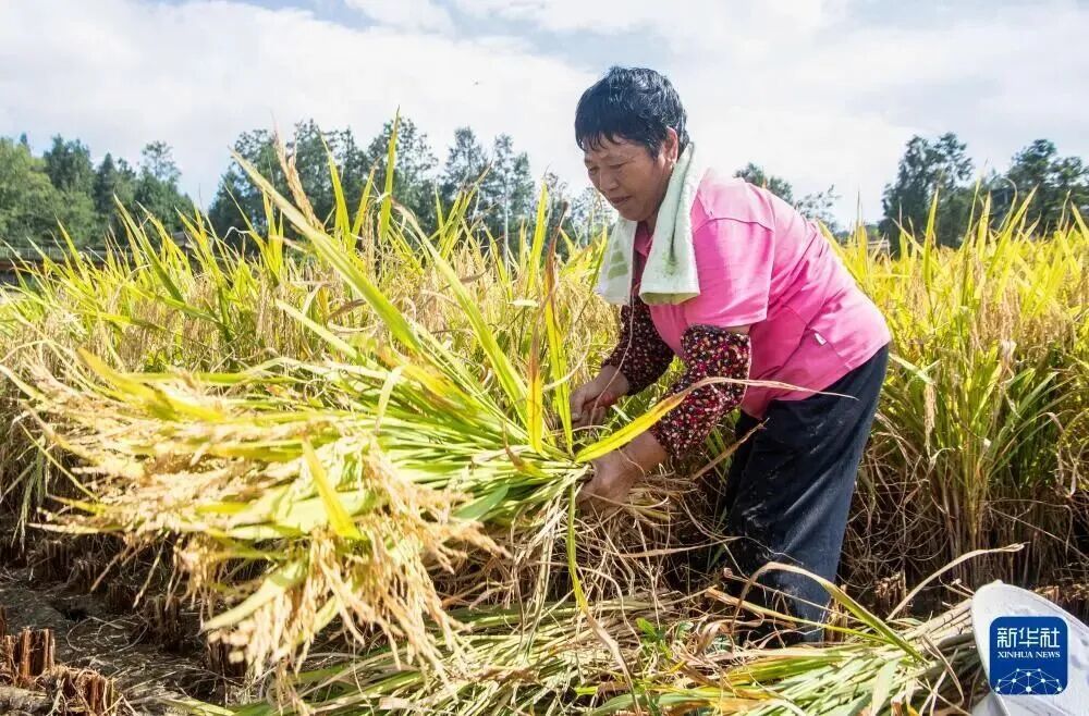 郑大玮指出,北方农业的作物结构和育种方向也需要改变。图为稻农在稻田里抢收稻谷(无人机照片)/新华社记者 唐奕 摄