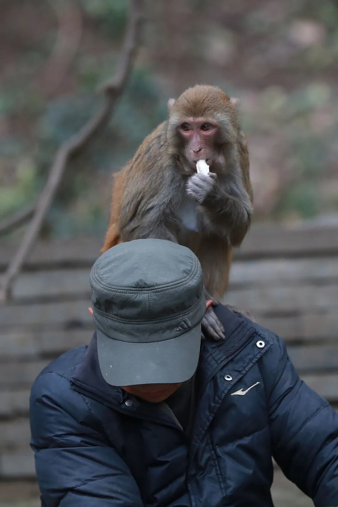 贵阳黔灵山,猴子紧追游客讨食。(图/视觉中国)