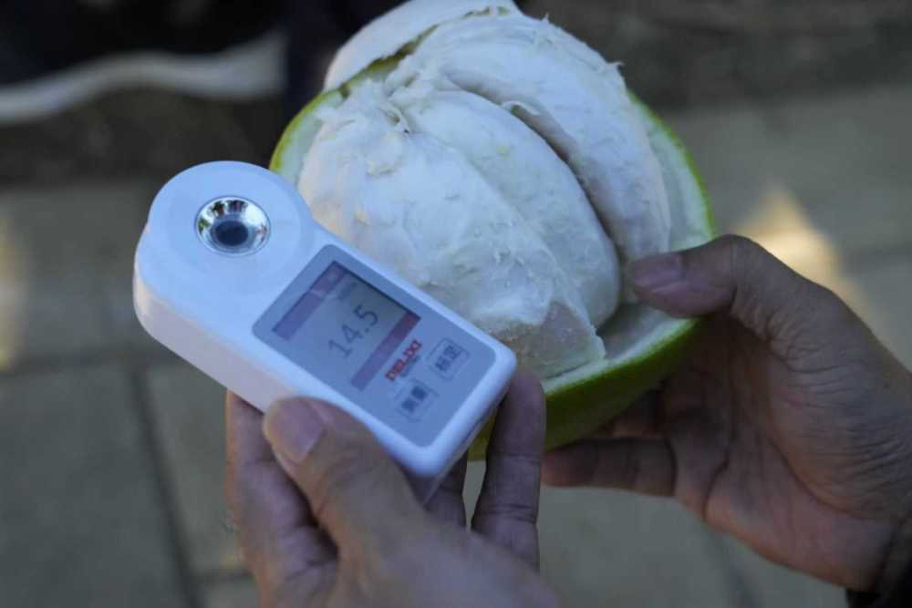 2025年11月7日,柚农在梅州南福金柚种植基地测试柚子甜度。