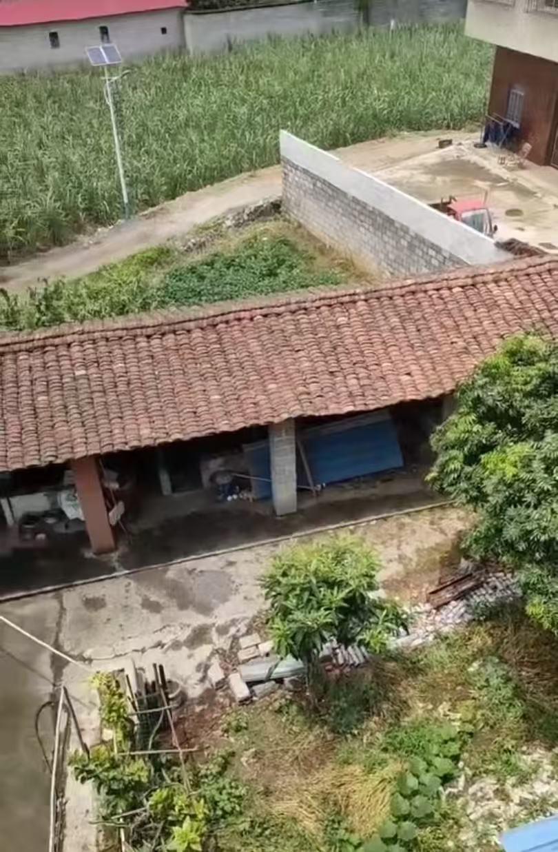 ▲被害人家的菜地与被告人家一墙之隔 受访者供图