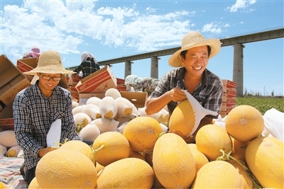 外地客商在哈密市伊州区南湖乡地头验收哈密瓜。